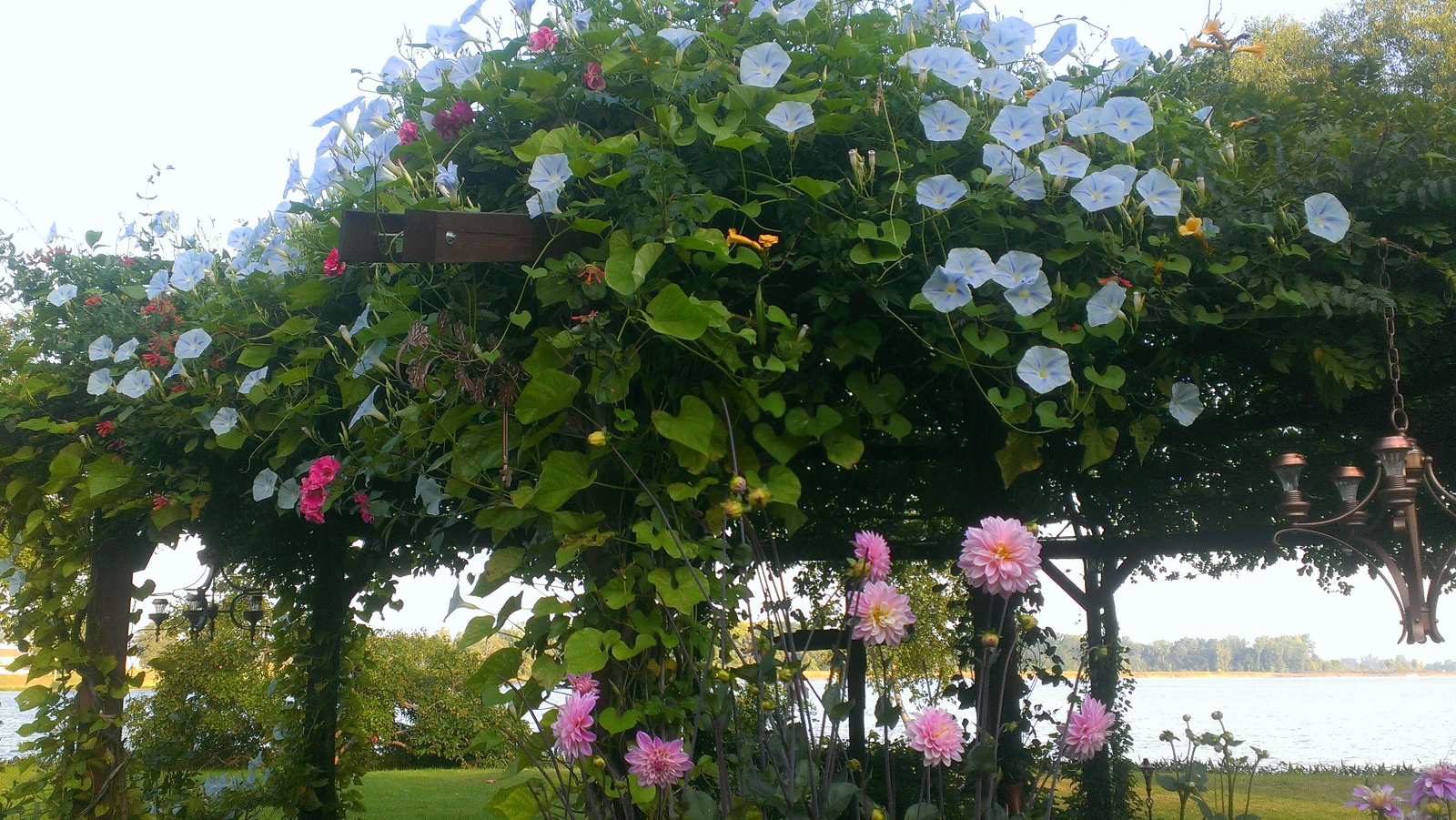 Morning Glories and light pink Dahlia